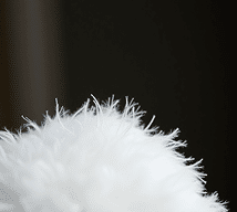 Close-up of soft feather cushion filling